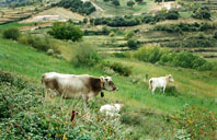 PULSA PARA VER EN GRANDE